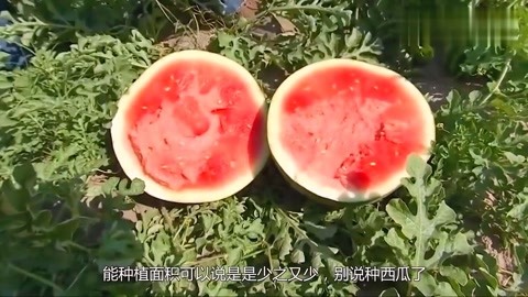 《铁血战狼》电视剧全集剧情介绍1-47集大结局演员表